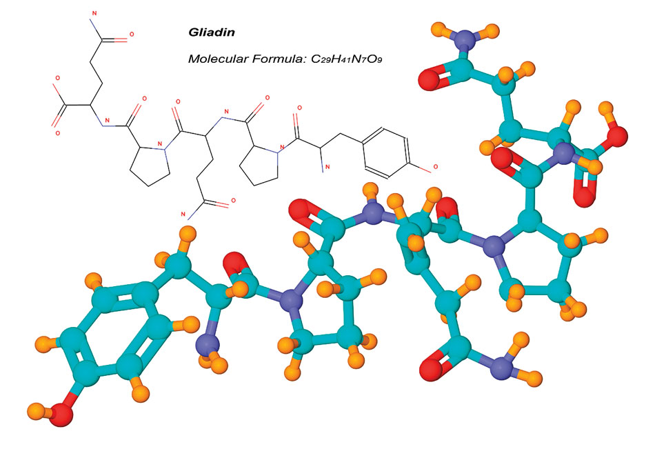 gliadin molecule, a component of gluten